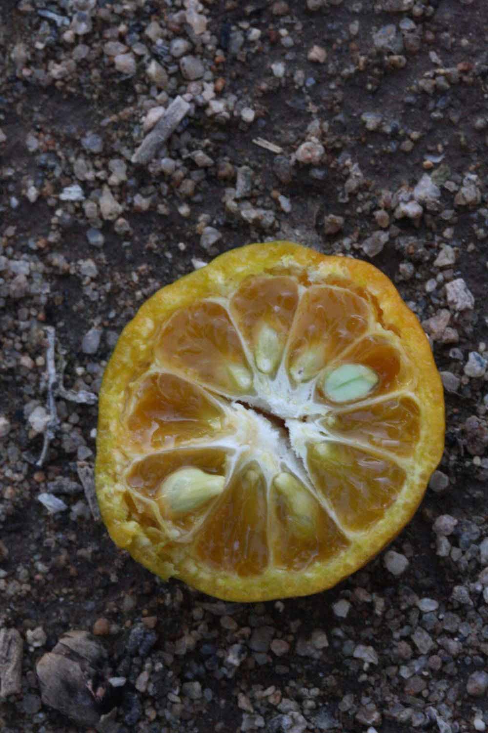            Fruit cross-section (Riverside, CA)   